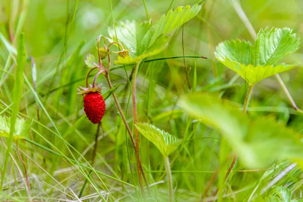 Large oval-shaped strawberries ripened in the forest — Stock Photo, Image