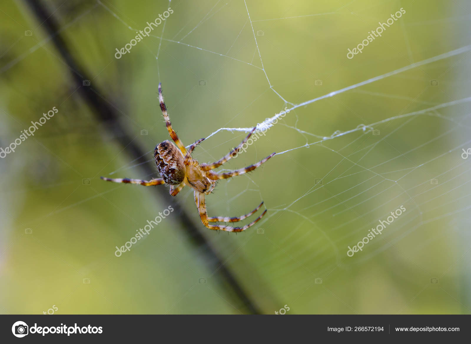 Female Of The Garden Spider Sits In The Center Of Its Web Stock