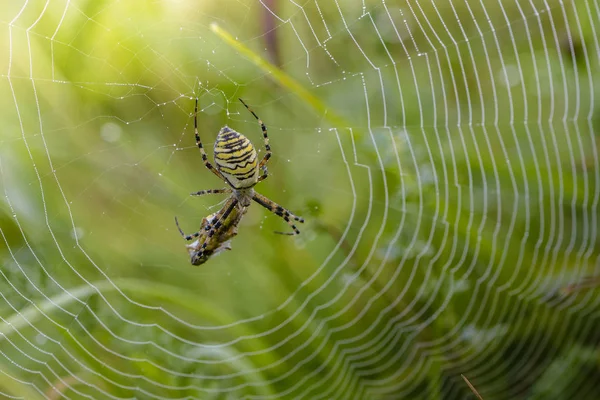 Hembra de la araña-avispa se sienta en telaraña con su presa —  Fotos de Stock