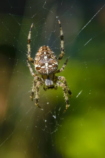 Female of the garden-spider sits in the center of its web — Stock Photo, Image