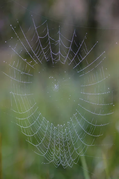 Spider's web with dew drops on threads — Stock Photo, Image
