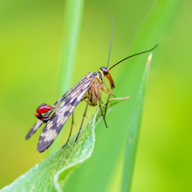 Erkek akrep rengarenk kanatları ile sinek