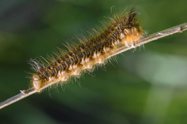 Kelebek bombyx kıllı tırtıl 