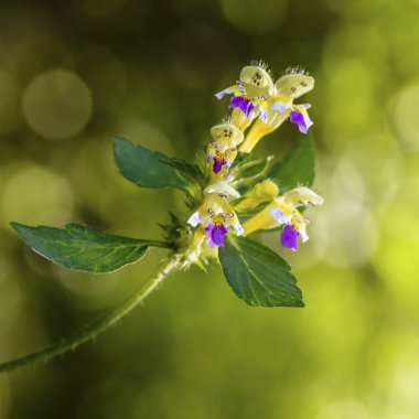 Kenevir ısırgan bir çiçek