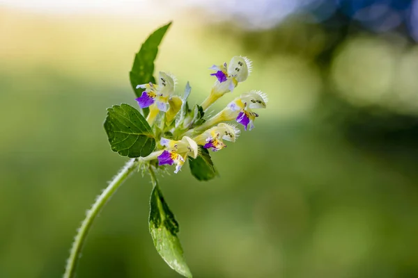 Une fleur d'ortie de chanvre — Photo