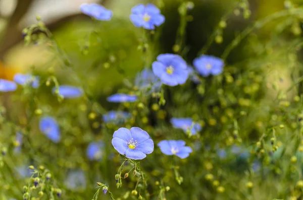 Krzew kwitnący lnu z niebieskimi kwiatami — Zdjęcie stockowe