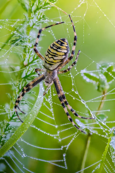 The wasp spider sits in its web with dew drops on it