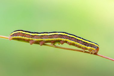 Sarı çizgili larva ağacın ince bir dalında sürünür.