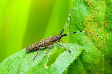 Böcek agapanthia villosoviridescens büyük çizgili bıyıklı çimen yaprağında oturuyor
