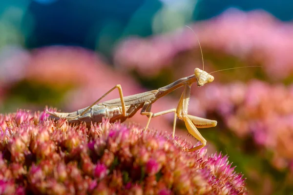 Amarillo Hembra Rezando Mantis Caza Una Colorida Flor Imagen De Stock