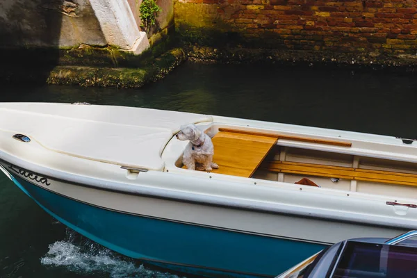 Venecia Italia Mayo 2018 Hermosa Arquitectura Una Venecia Única Postal — Foto de Stock