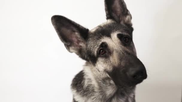 Muzzle of a dog of eastern european shepherd dog bows its head in surprise — Stock Video