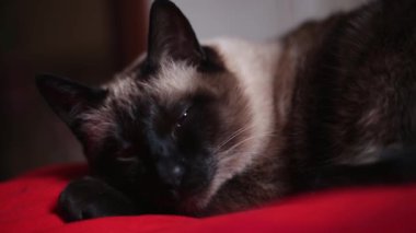 Gün ışığında kırmızı yatakta yatan mavi gözlü yaşlı yaşlı tayland kedisi. Evde yatan üzgün hasta kedi yi yakınla