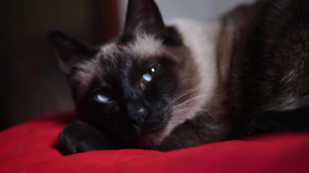 Великий сумний старий тайський кіт з блакитними очима, що лежать на червоному ліжку в денному світлі. Крупним планом сумно хворий кіт лежачи на дому — стокове відео