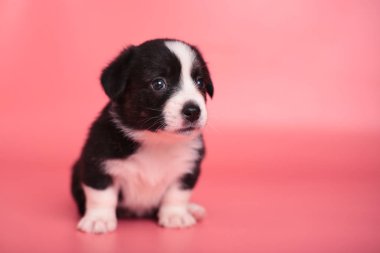 sevimli küçük köpek yavrusu galce corgi hırka pembe arka plan üzerinde kameraya bakıyor