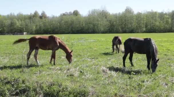 Viele graue und braune Pferde grasen an einem sonnigen Sommertag langsam frei auf dem Feld entlang des Waldes — Stockvideo