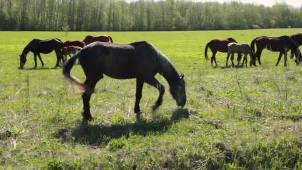 Many gray and brown horses slowly graze freely on the field along the forest on a summer sunny day — Stock Video