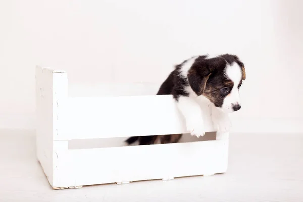 Carino neonato Brown cucciolo gallese corgi cardigan in legno una scatola su sfondo bianco. copia spazio — Foto Stock