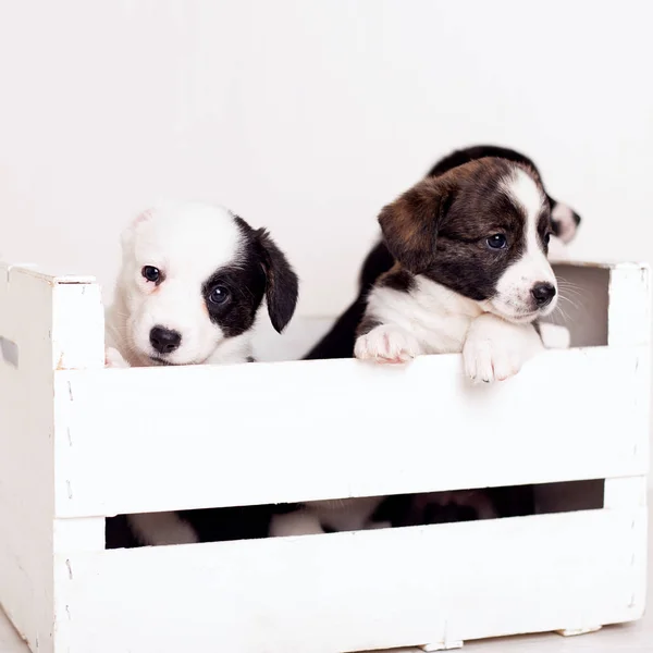 Новорожденный flyffy Браун кардиган щенок в деревянной коробке изолированы на белом фоне . — стоковое фото