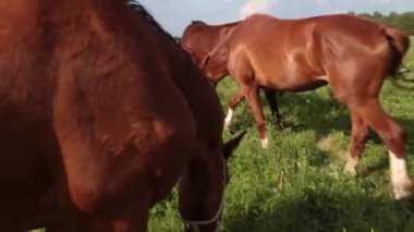 Çiçek tarlasında gökyüzüne karşı uzun yeleli kırmızı at
