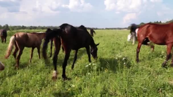 Cavalo vermelho com crina longa no campo de flores contra o céu — Vídeo de Stock