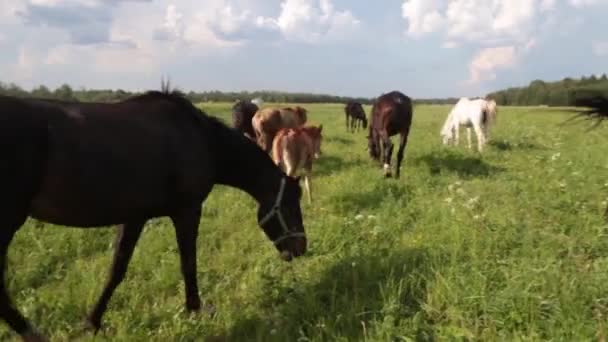 Červený kůň s dlouhou hřívou v květinovém poli proti obloze — Stock video