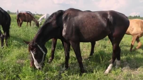 Chevaux broutant sur un champ journée ensoleillée été 