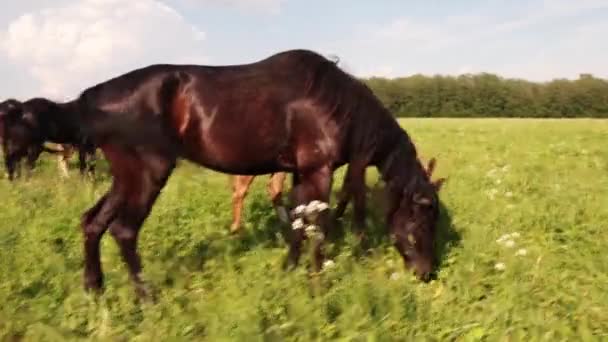 Piros ló hosszú sörényű virágos mezőn az ég ellen — Stock videók