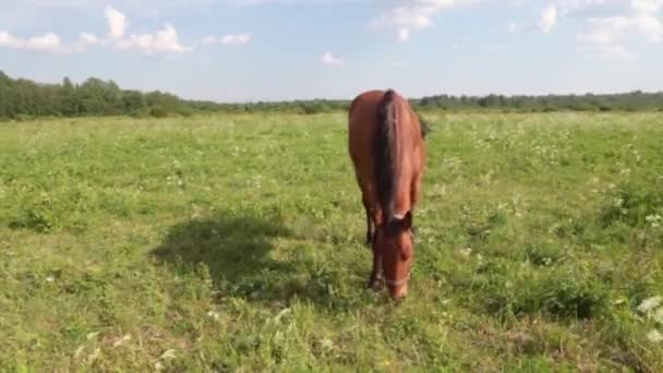 Rode paard met lange manen grazen in bloem groen veld a in de zomer op de zonsondergang — Stockvideo