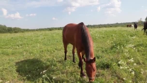 Cheval rouge avec longue crinière pâturage dans le champ de fleurs vert a en été Sur le coucher du soleil 