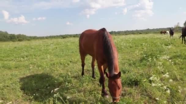 Caballo rojo con melena larga pastando en el campo verde de la flor a en el verano en la puesta del sol — Vídeos de Stock