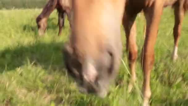Cheval rouge avec une longue crinière pâturage dans le champ de fleurs vert regarde et se met le nez à la caméra a en été Sur le coucher du soleil 