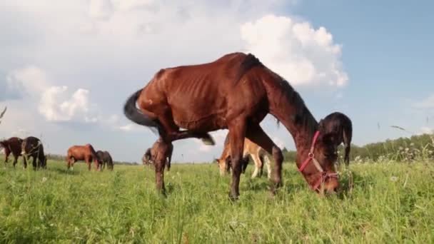Czerwony koń z długą grzywą wypasu w kwiat zielone pole a w lecie na zachód słońca — Wideo stockowe