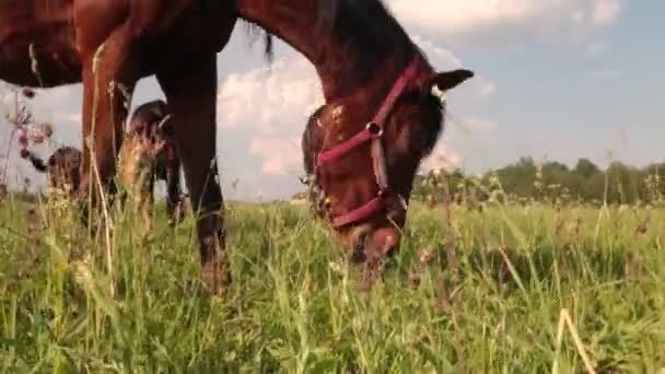 Cavalo vermelho com crina longa pastando no campo verde flor a no verão No pôr do sol — Vídeo de Stock