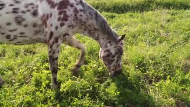 Rot-weiß geflecktes Pferd mit langer Mähne im Blumenfeld gegen den Himmel Sommer — Stockvideo