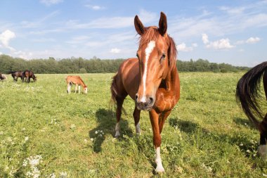 gökyüzüne karşı bir yaz tarlasında otlayan atlar kestane atı sürü