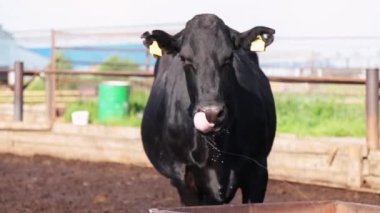 İnek dilini burun deline salar. güneşli bir günde çiftlikte su içtikten sonra burun temizler