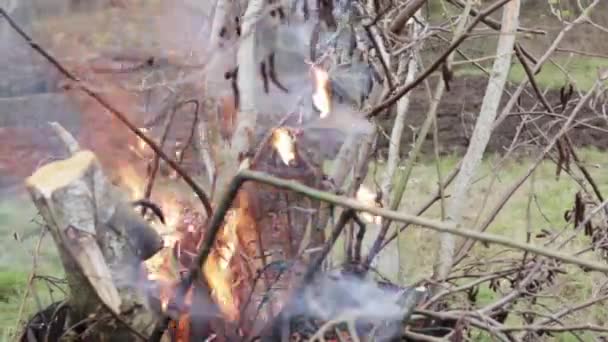 Close Metal Barrel Burning Dry Branches Leaves Summer Day — Stock Video