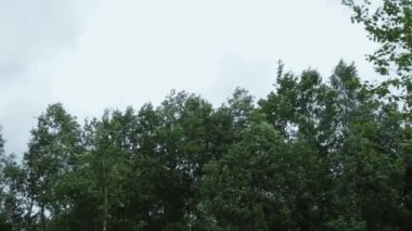 Kasırga kuvvet rüzgarlar yakın çok güçlü yaz fırtınası. Şiddetli rüzgar ağaçların dallarını sallıyor