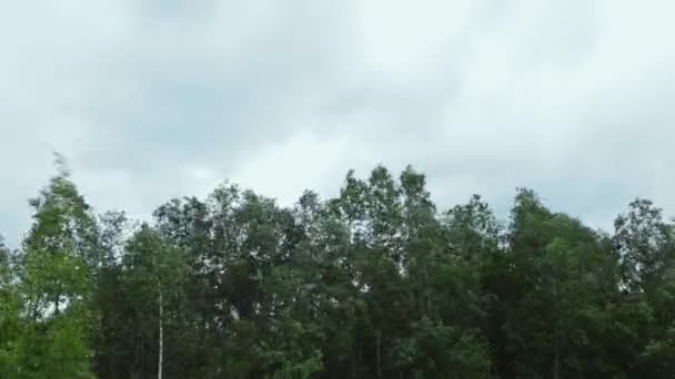 Tormenta de verano muy fuerte con vientos cercanos a la fuerza del huracán. El fuerte viento sacude las ramas de los árboles — Vídeo de stock