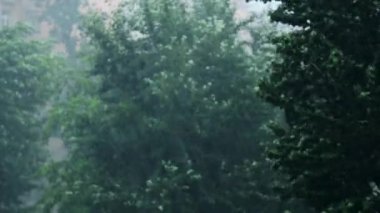 uzun ağaçlar şiddetli yaz yağmurda güçlü bir fırtına kasırga rüzgarsal sallar