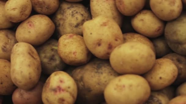 Färsk Jordbrukare Potatis Pile Roterande Närbild — Stockvideo