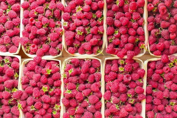 Veel verse frambozen in containers. Nuttig eten — Stockfoto