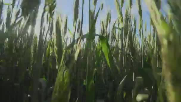 Cámara moviéndose a través del campo verde de trigo un día soleado de verano . — Vídeos de Stock