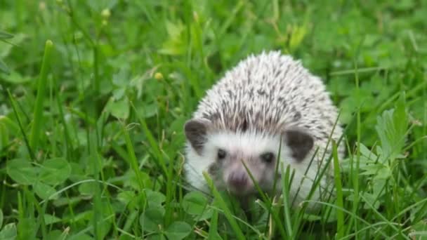 Prickly gray home decorative hedgehog on green grass hiding from loud noises — Stock Video