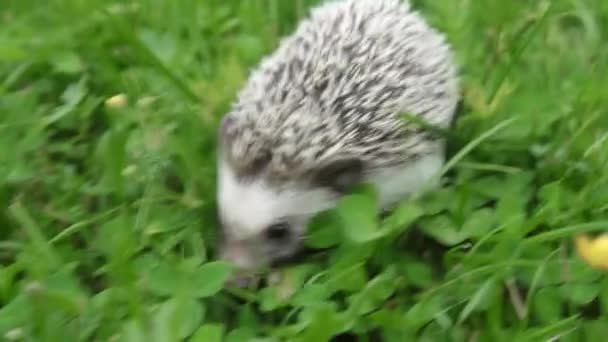 Klein schattig huis decoratieve egel loopt op groen gras op zoek naar voedsel — Stockvideo