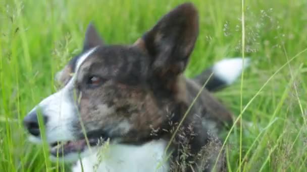 Corgi vest hond buiten eten gras eten gras in het park — Stockvideo