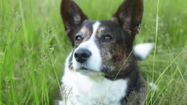 Портрет взрослого корги кардиган-пса на открытом воздухе на траве — стоковое видео