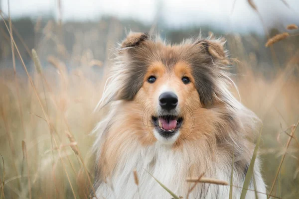 Ritratto del cane pastore collie nel campo autunnale primo piano — Foto Stock