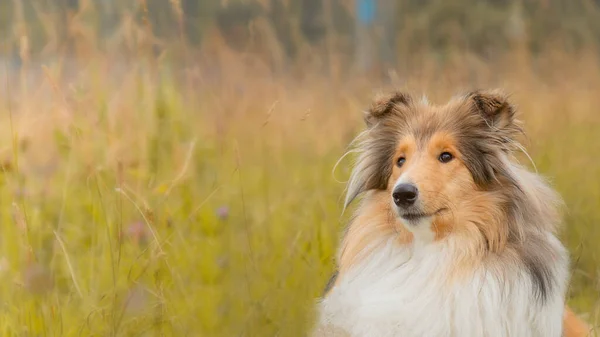 Retrato de cão pastor collie no campo de outono close-up — Fotografia de Stock